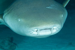 BD-150422-Maldives-7815-Nebrius-ferrugineus-(Lesson.-1831)-[Tawny-nurse-shark.-Brun-sköterskehaj].jpg